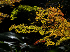 紅をさす