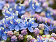 梅雨入　紫陽花