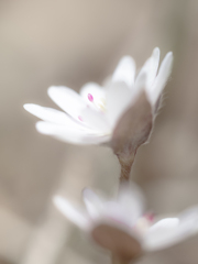 花山歩　三角草