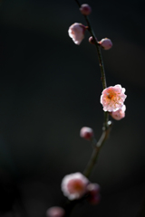 馥郁　薄紅梅