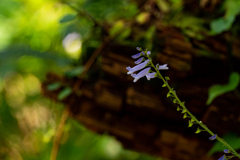 森に咲く花