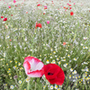 ポピー