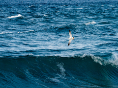 滑翔する海猫