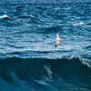 滑翔する海猫