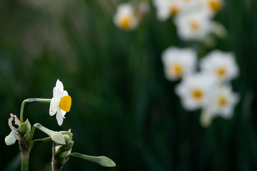 水仙の花　その２