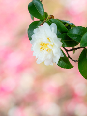 やがてちりぬるを