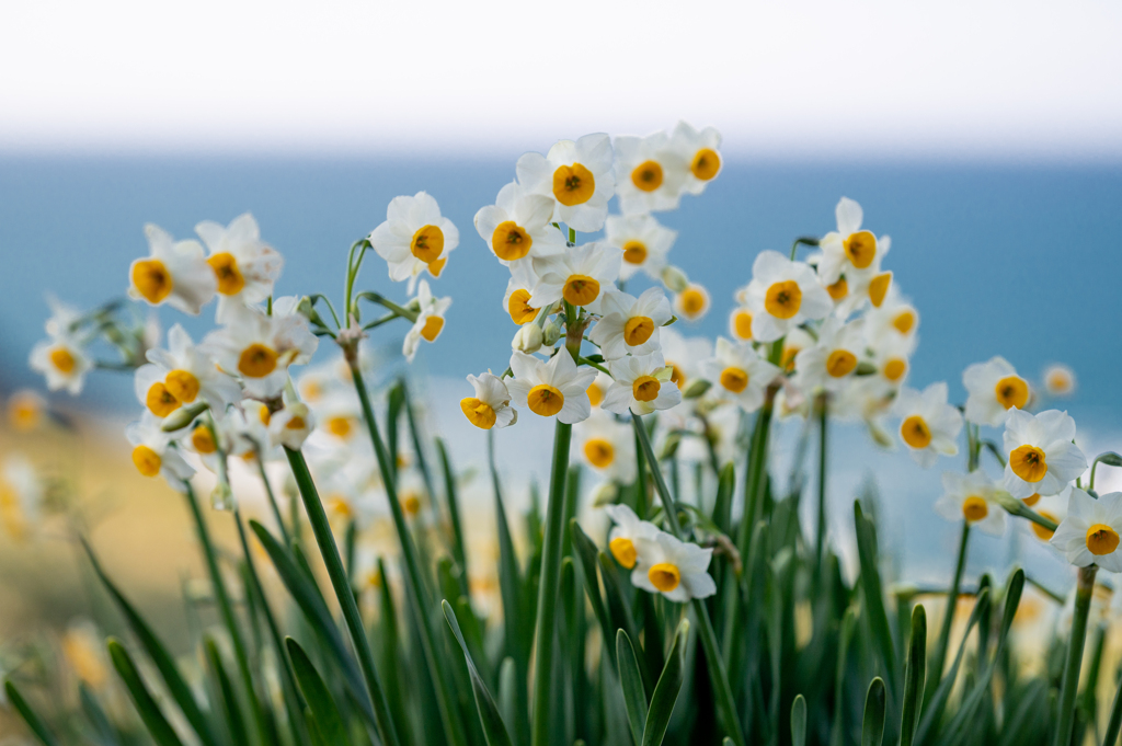 水仙の花　その４