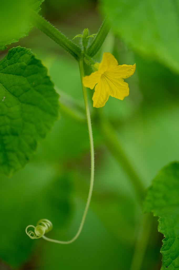 キュウリの花