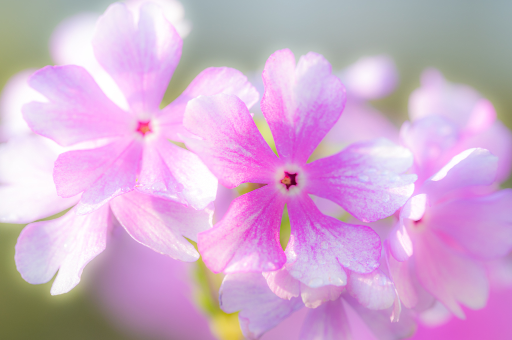 桜色