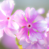 桜色