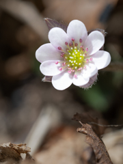 花山歩　三角草