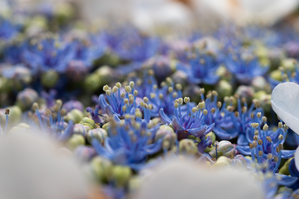 紫陽花の小さな花畑