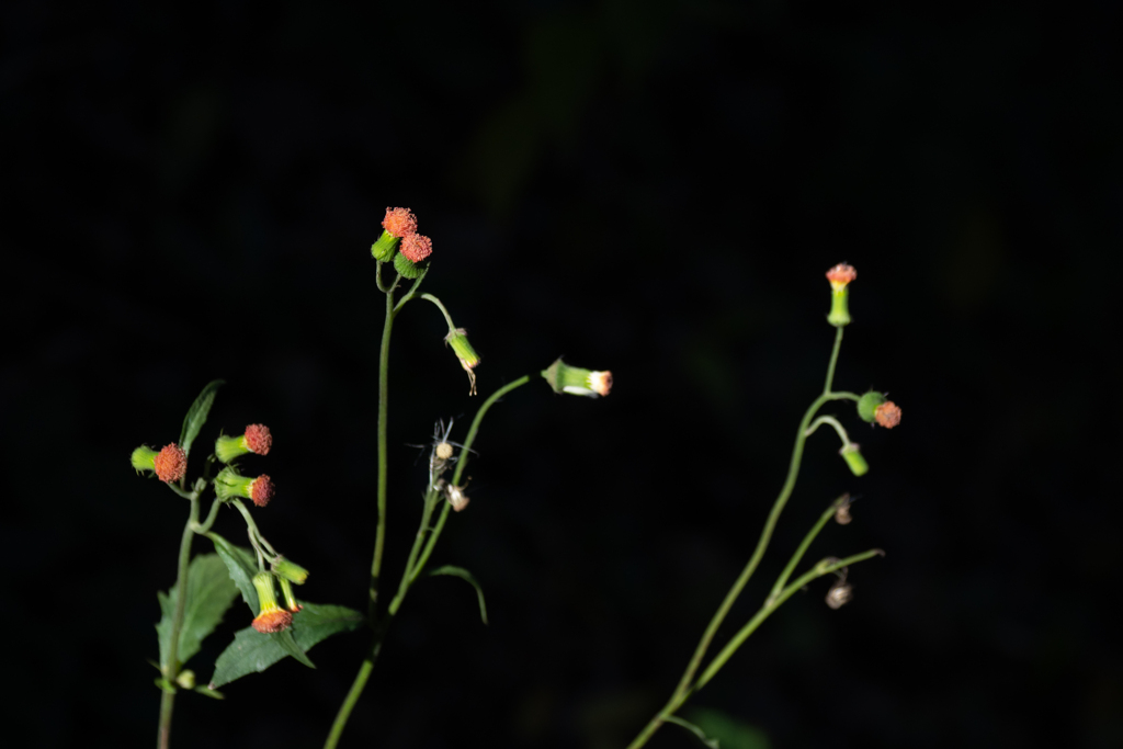 紅花襤褸菊