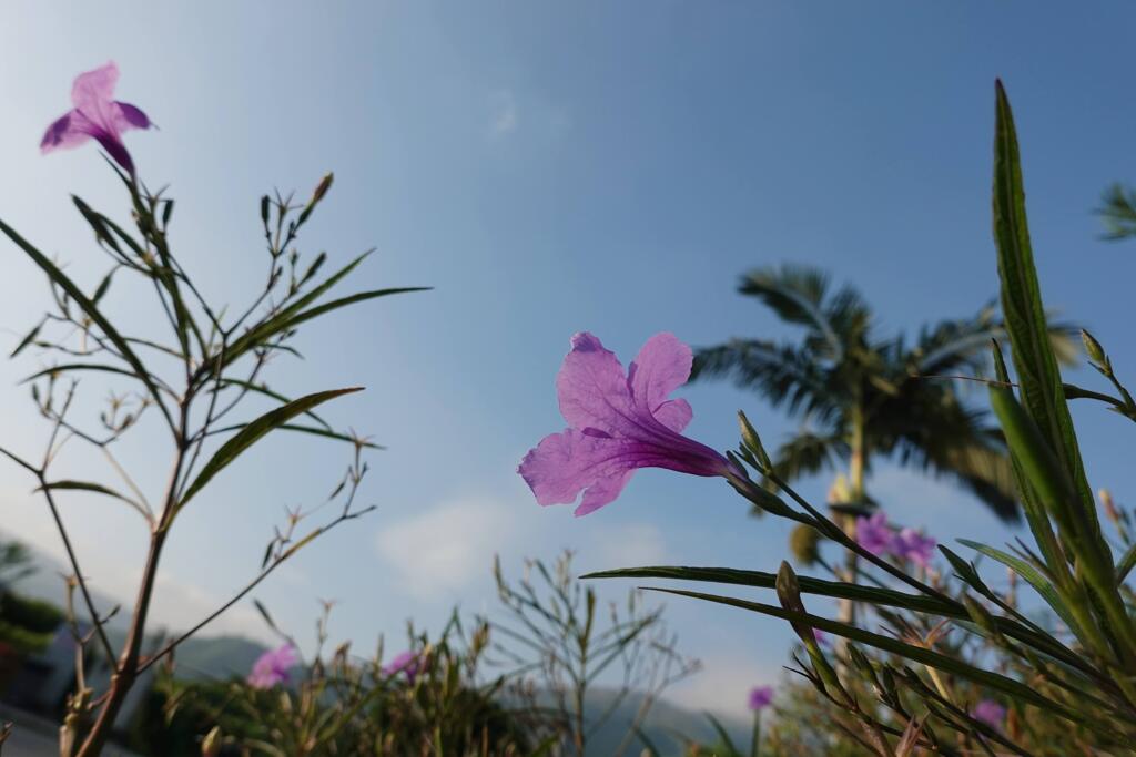翠蘆莉