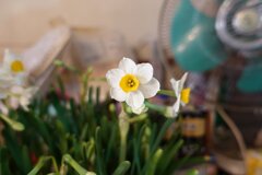 水仙花