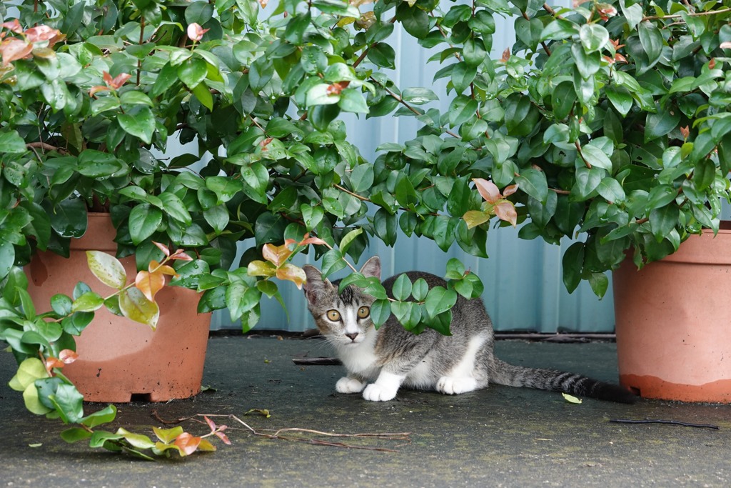 娘家小猫咪