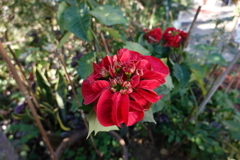 聖誕花