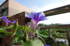 露台牽牛花
