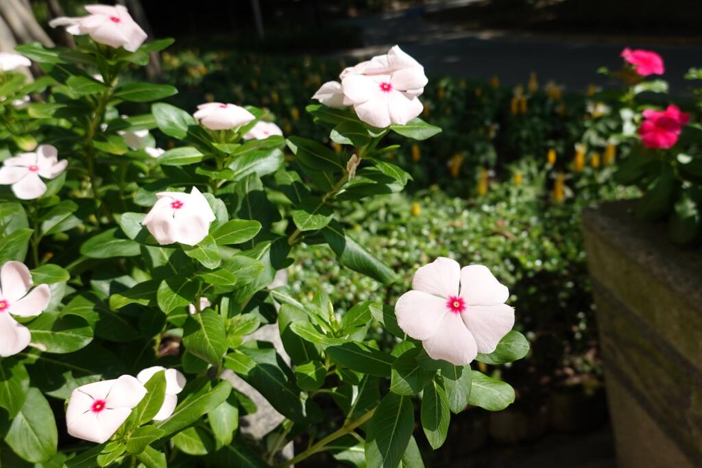 北區公園內