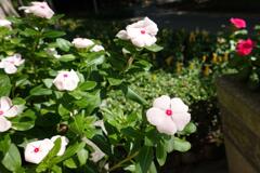 北區公園內