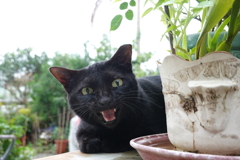 Talking cat