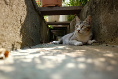 Meow
