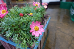 香格里拉空中花園