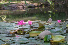 北區公園內