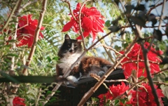 Today is boxing day, meow