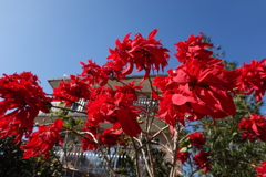 聖誕花