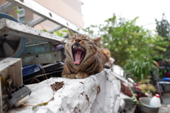 meow
