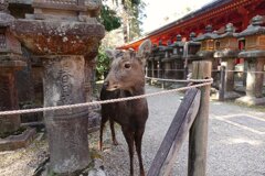 柰良鹿
