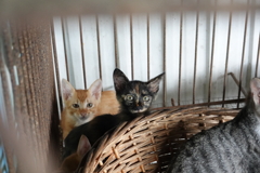 貓咪