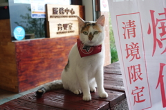可愛貓咪