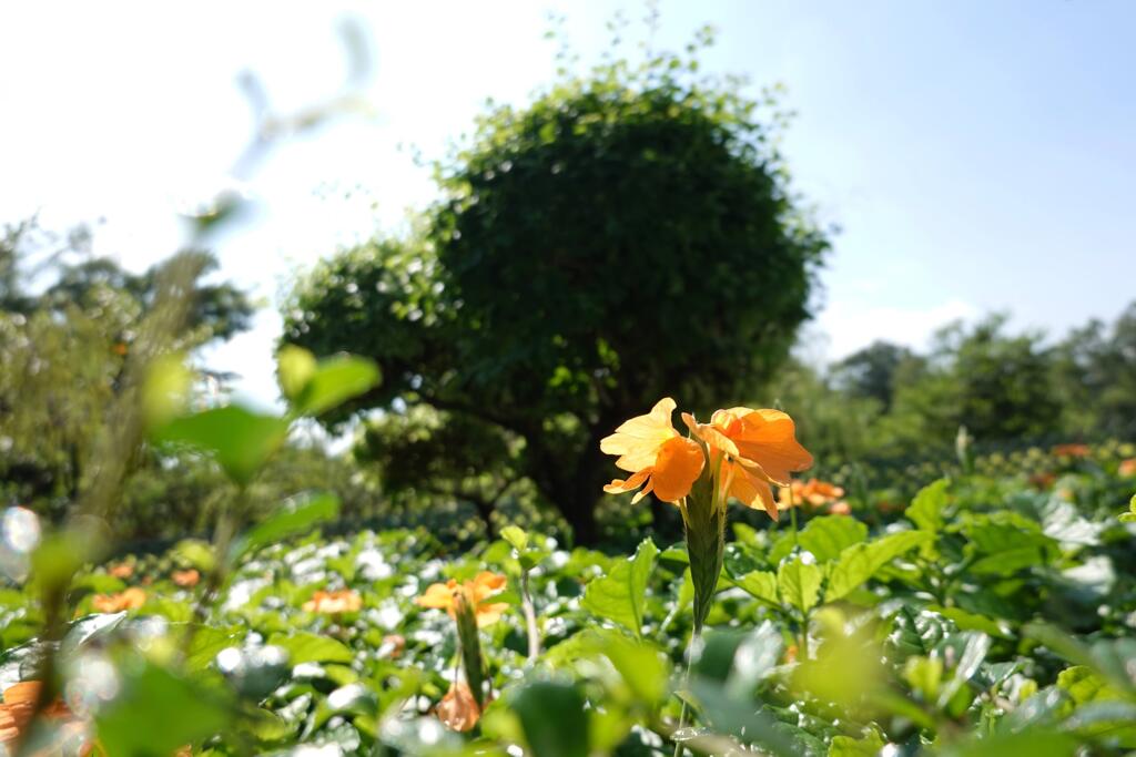 北區公園內