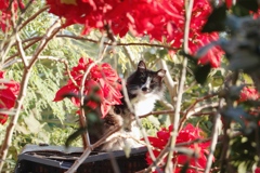 Today is boxing day, meow