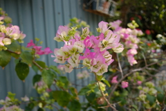 葉子花 