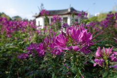 北區公園內