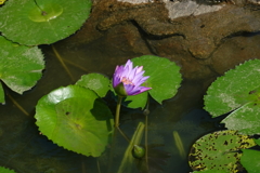 北區公園內