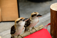 花鳥園