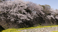 名古屋城内堀の桜