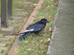 おしゃれ？な　カラス