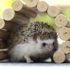 我が家のハリネズミ