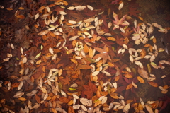 DSC00516