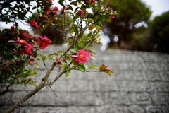 DSC03120