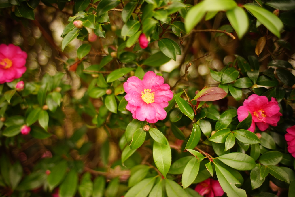 DSC00425