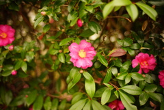 DSC00425