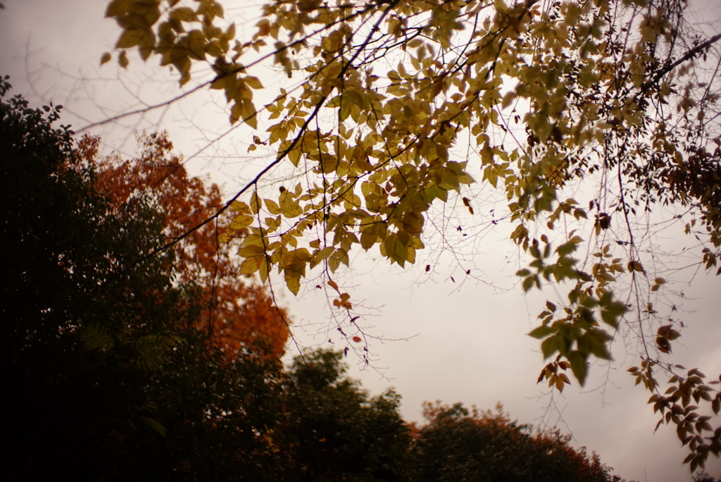 DSC00420