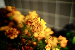 DSC03197