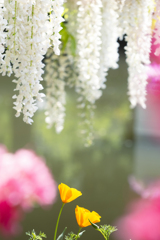お花たちの朝